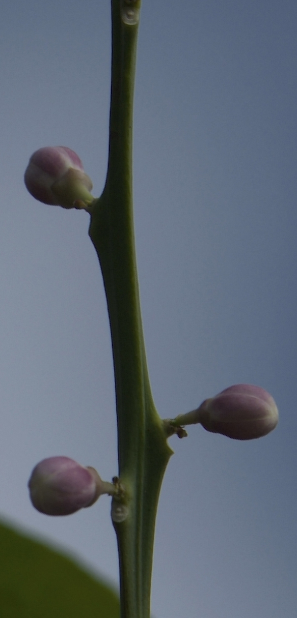 Meyer lemon blossom 04 detail