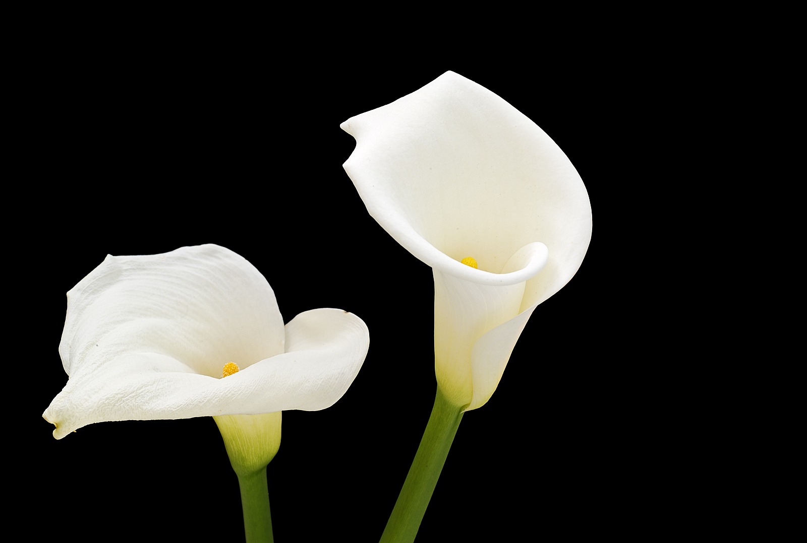 calla lily 02