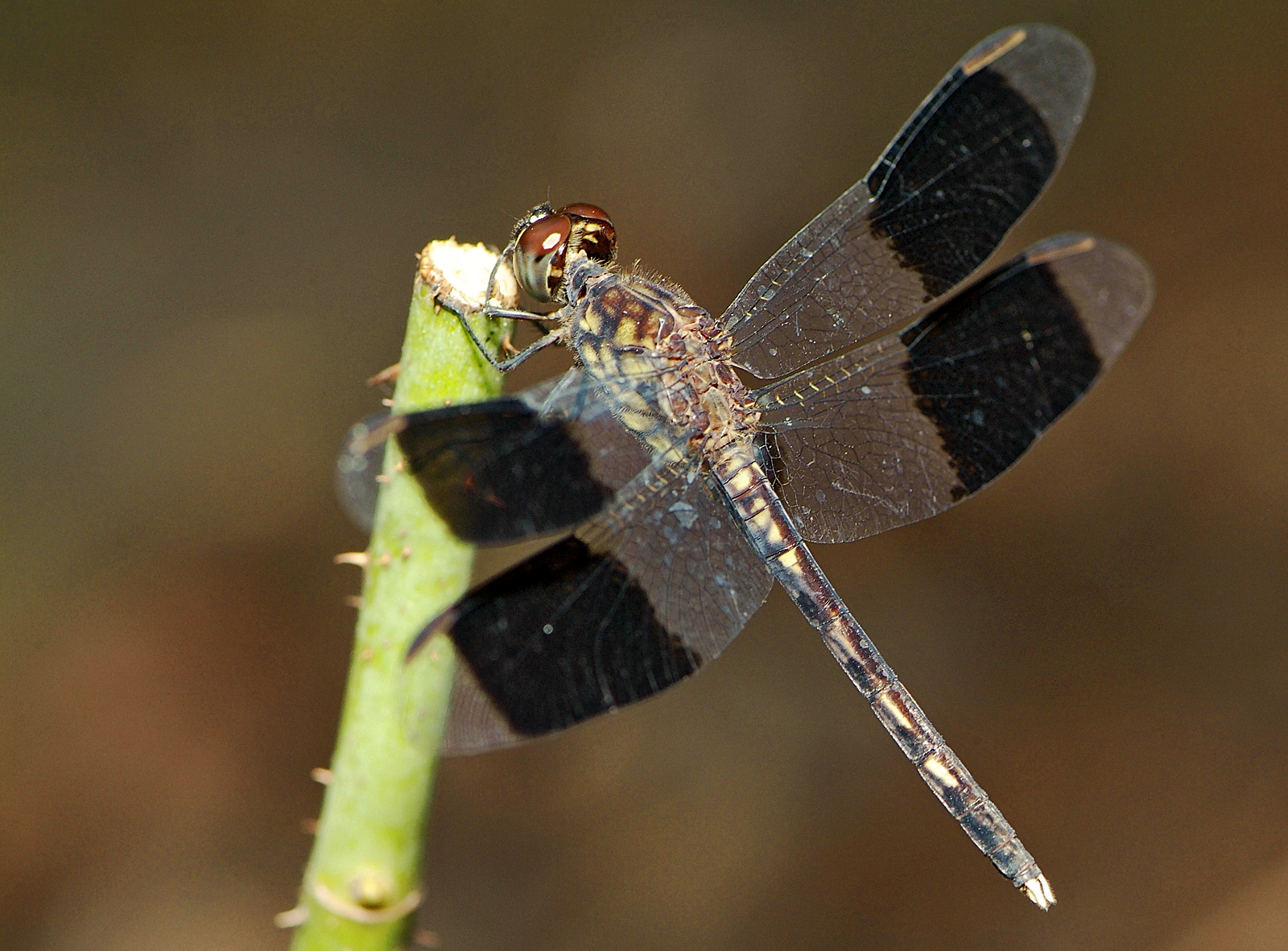 Band-winged Dragonlet  01