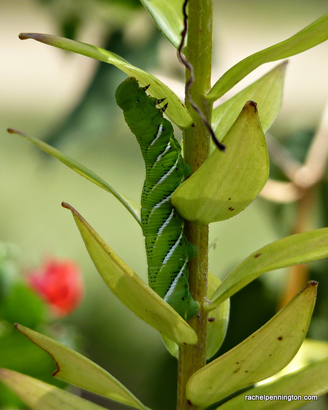 caterpillarP1010458.jpg