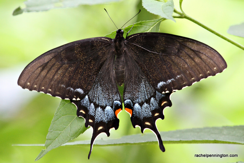 swallowtailIMG_1152-1.jpg