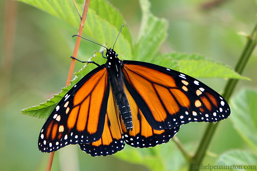 Monarch Polka Dots