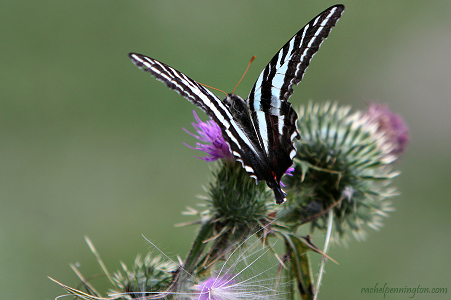 Zebra Swallowtail