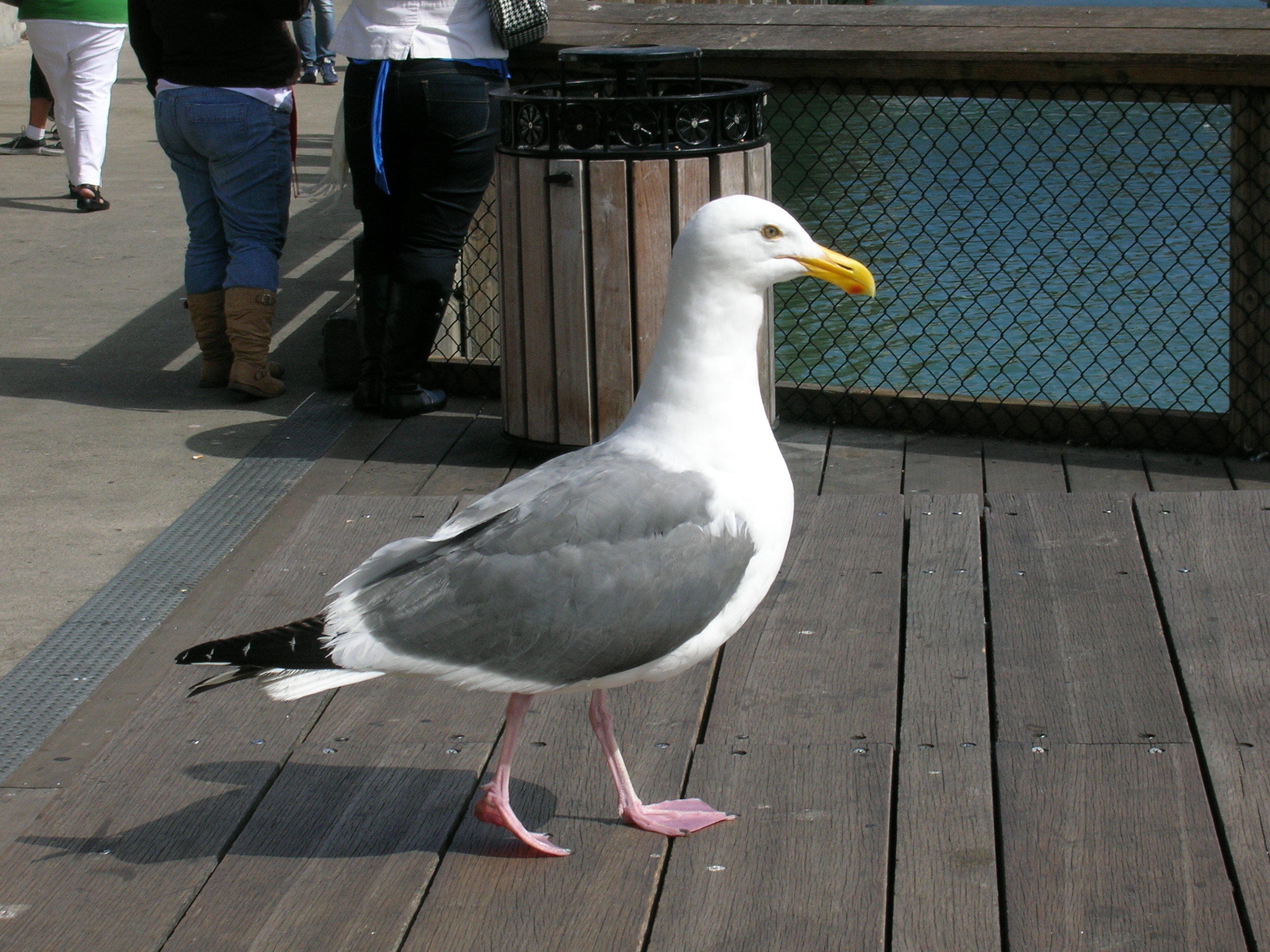 Attack Of The Giant Gull!