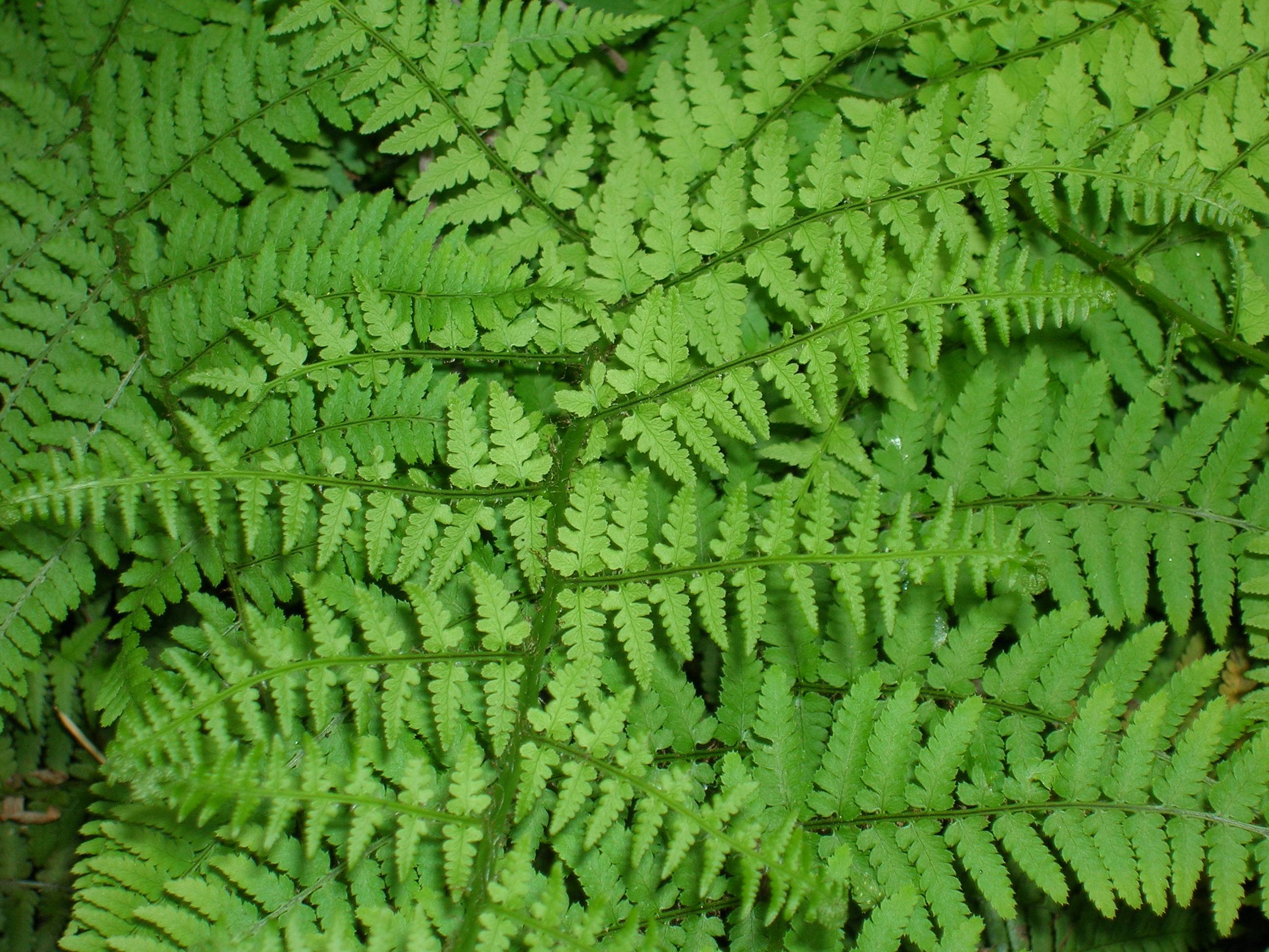 Fern