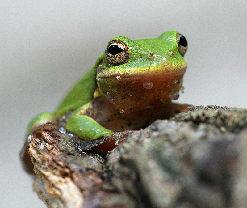 babyfrog1.jpg