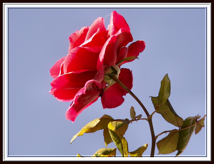 Sky Rose