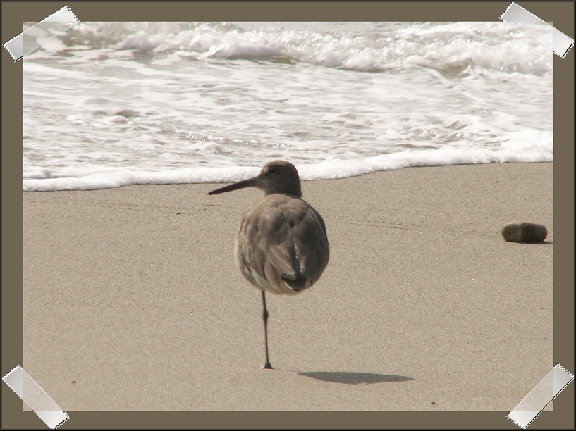 Peg leg