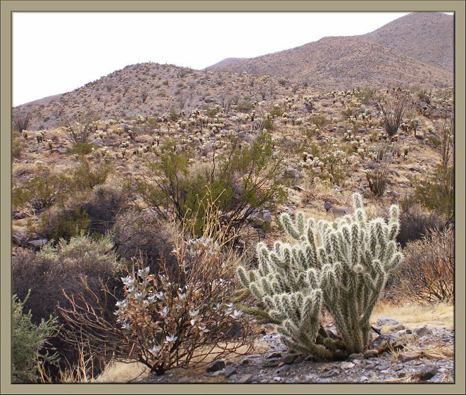 Cholla Village