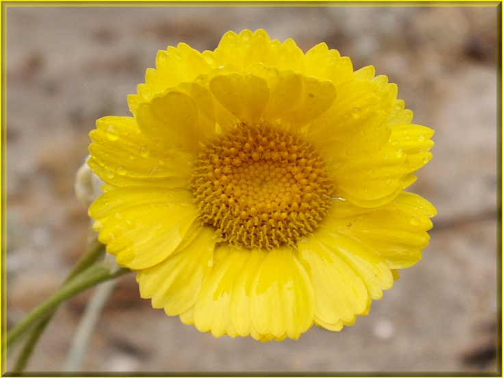 Desert Baileya