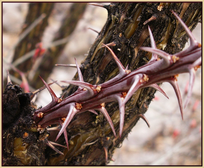 Dry Ocotillo