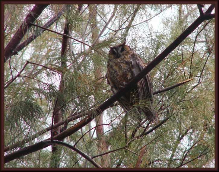 Horned Ear Owl