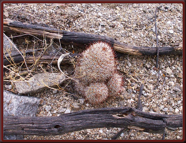 Pincushion Cactus