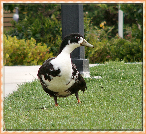 Marbled Duckie