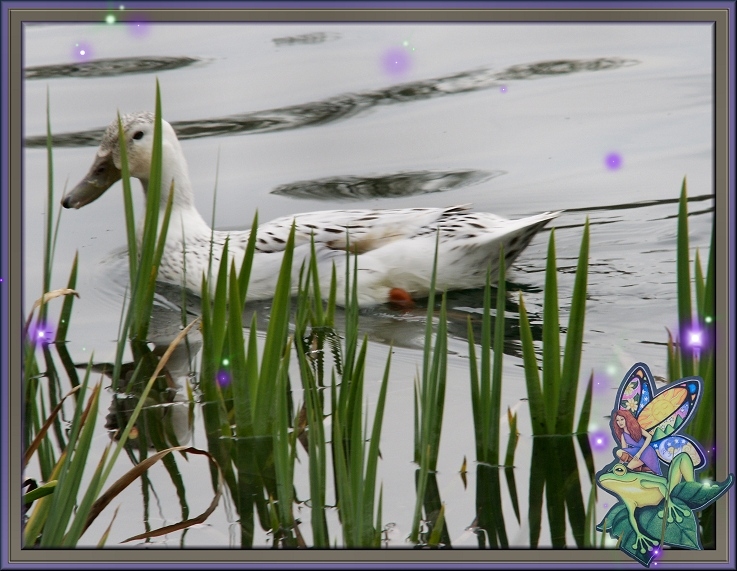Pond Magick