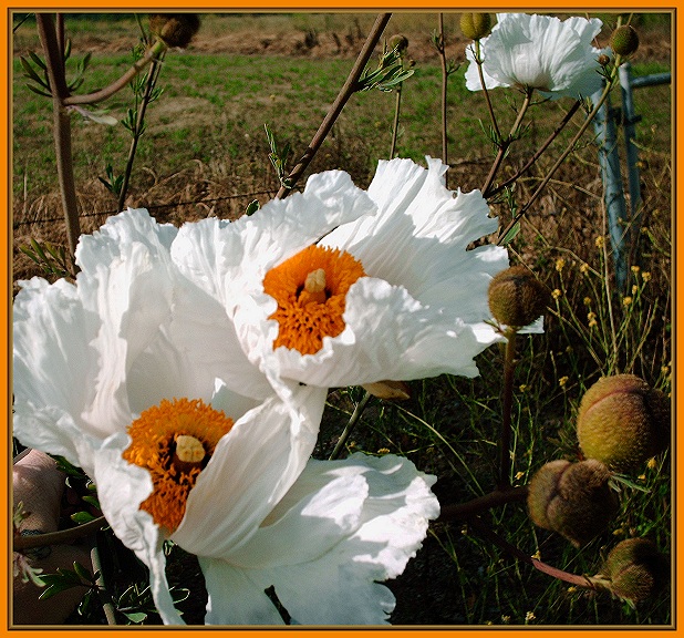 Blooms in the Breeze