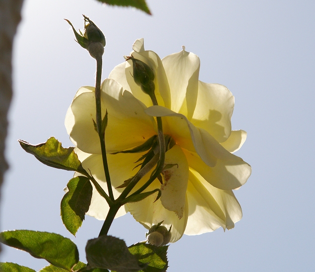 Sunlit Eggshell