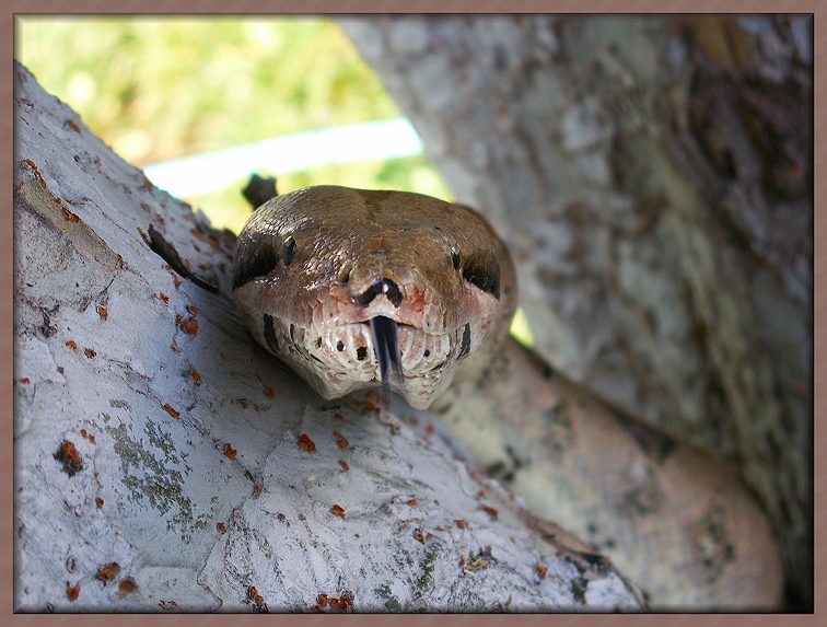 Sssssssssssssay Cheese