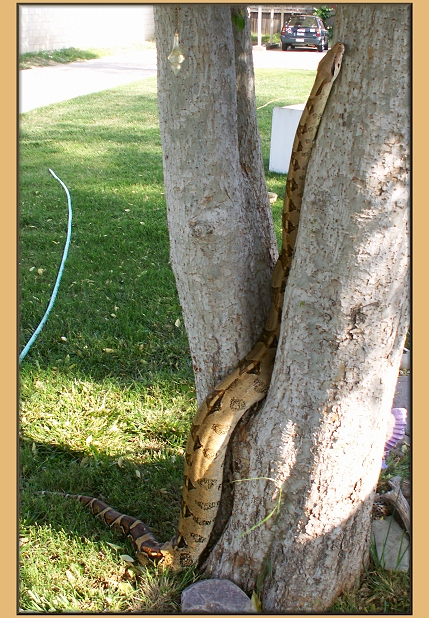 Tall Snake