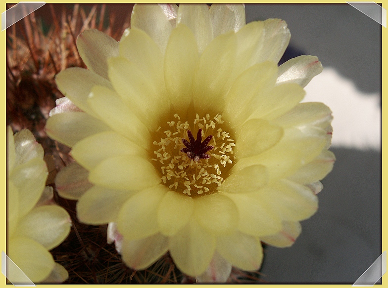 Cacti Blooms