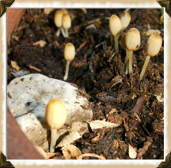 Tiny Shrooms