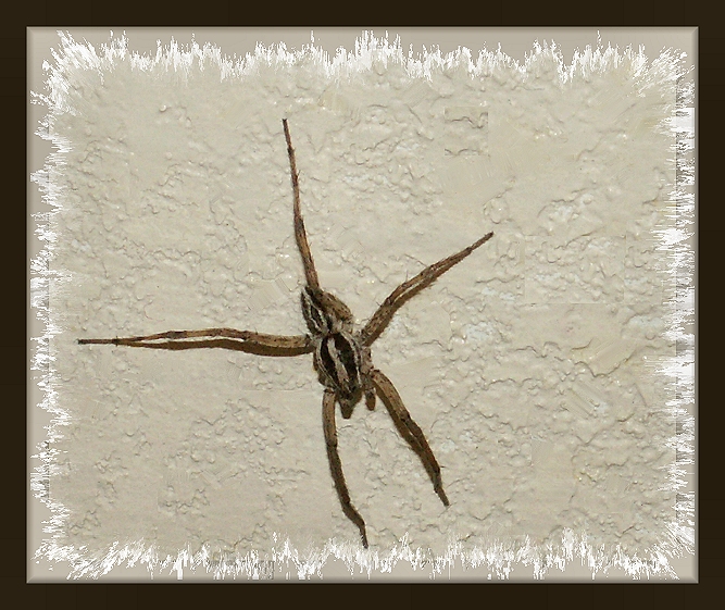 Stumpy the Spider