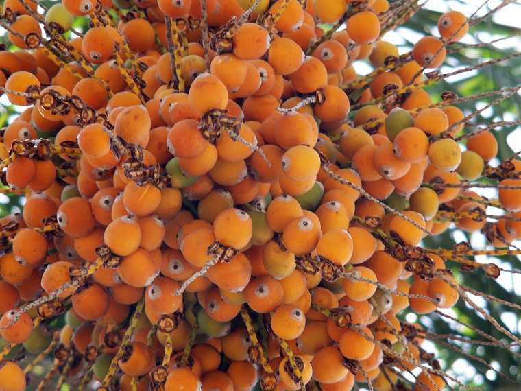 Orange Balls