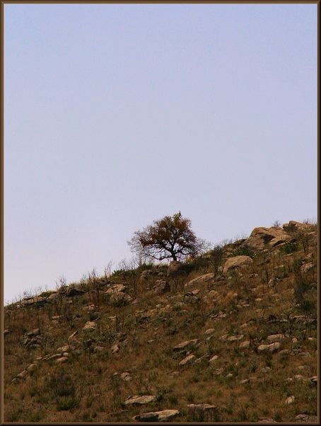 Lone Soldier