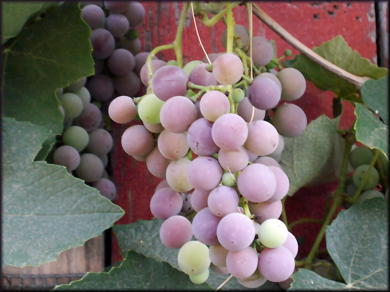 Wild Grapes