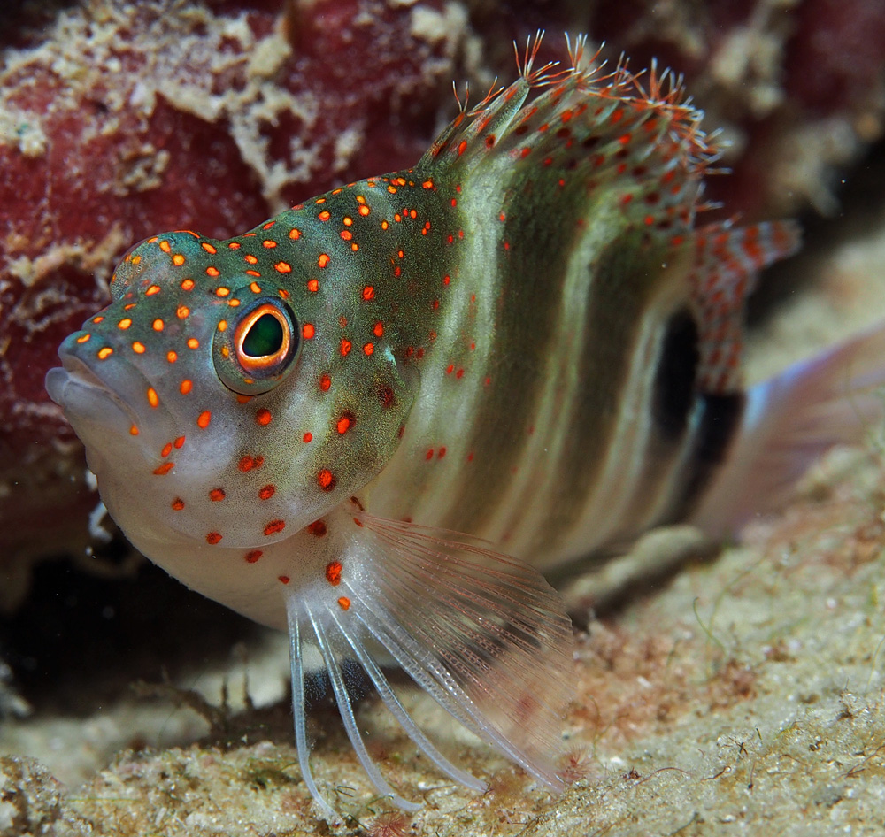 HawkFish