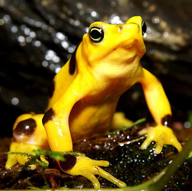 Panamanian Golden Frog