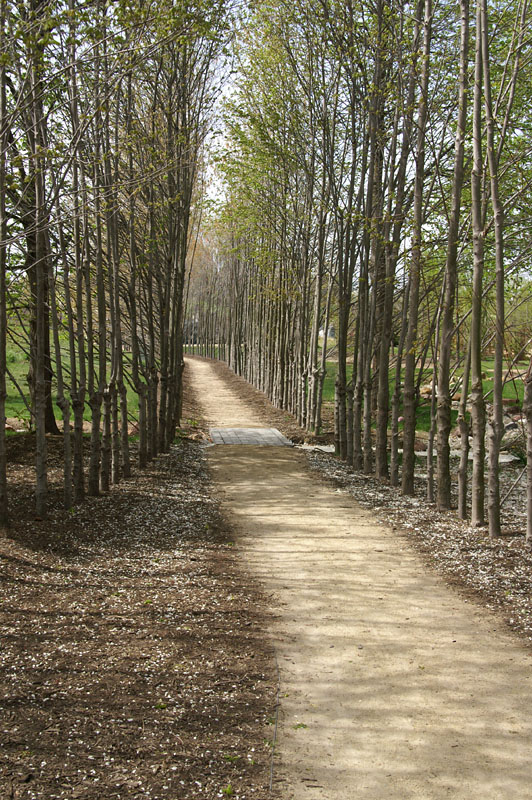 Maple Lane