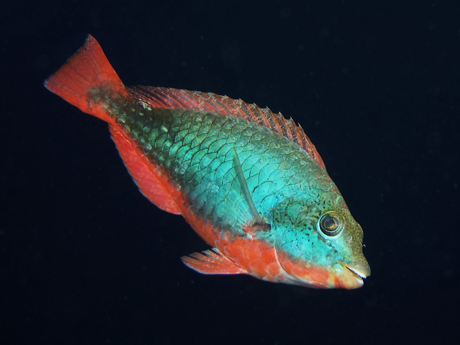 Redlined Parrotfish