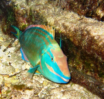 Cozumel