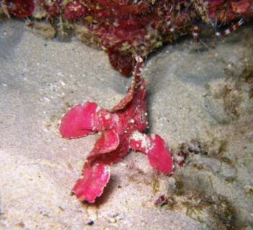 Leaf Fish