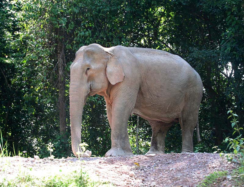 Asian Elephant