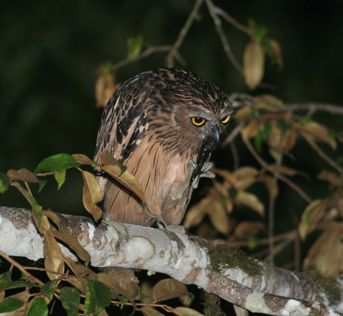 Buffy Fish Owl