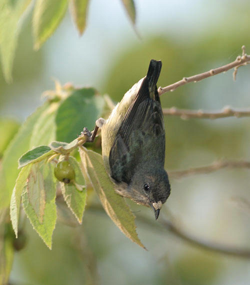 Buff-bellied Flowerpecker