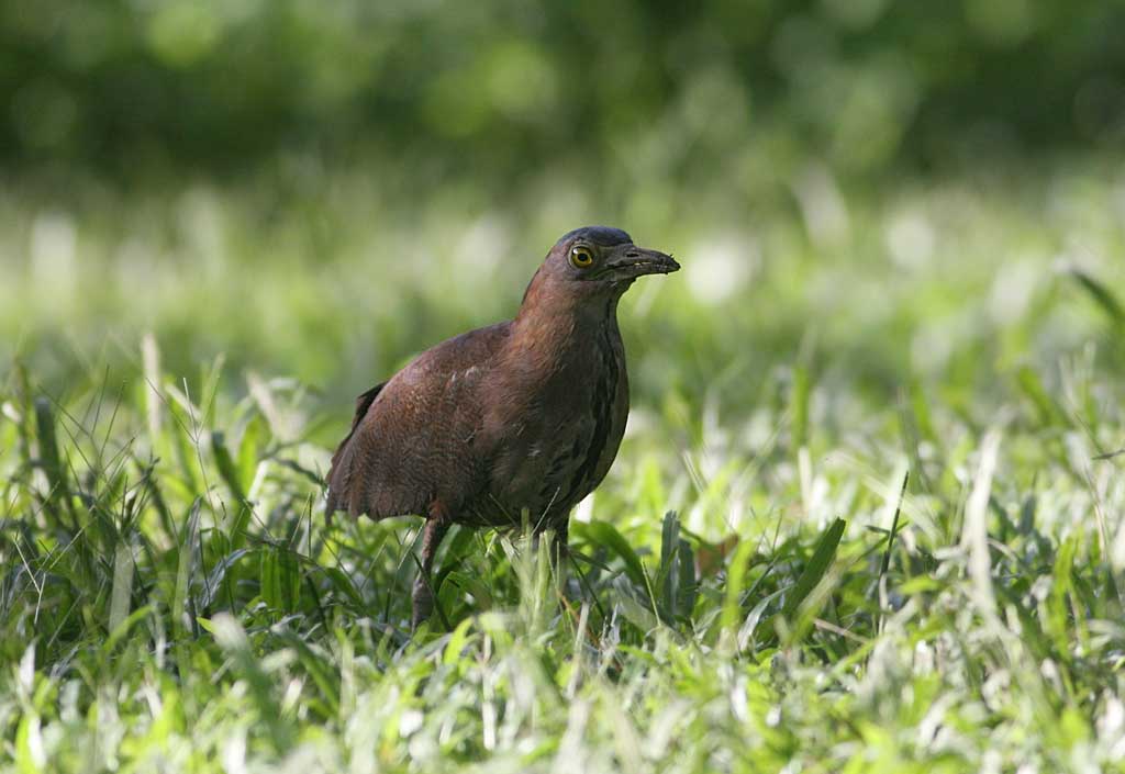 Malayan Night Heron