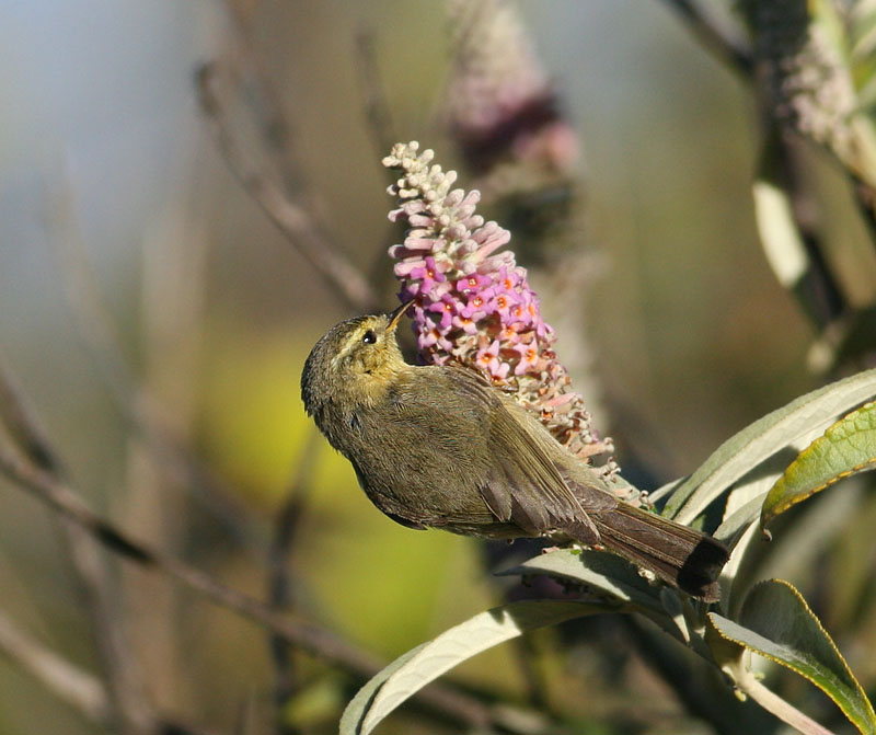 Buff-throated Warbler