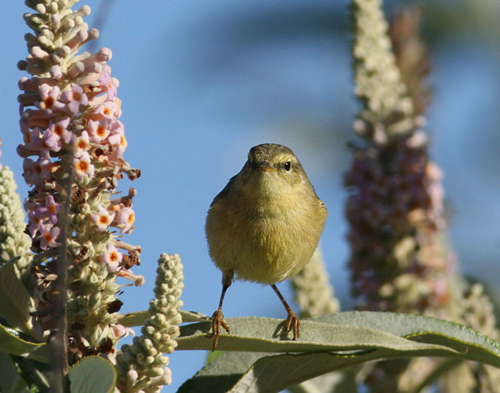 Buff-throated Warbler