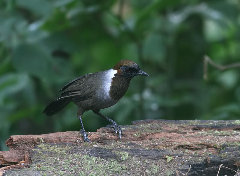 White-necked Laughingthrush