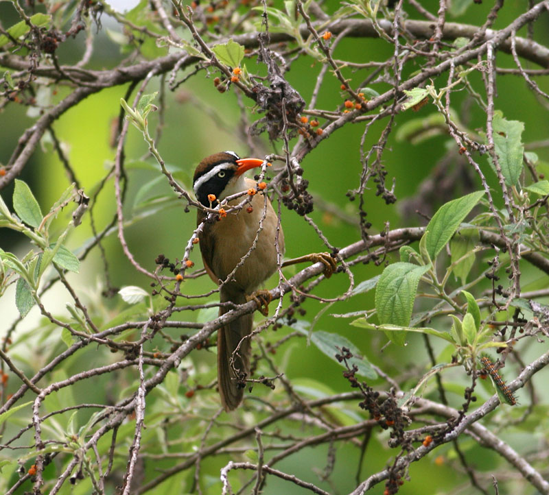 Coral-billed Scimitar Babbler