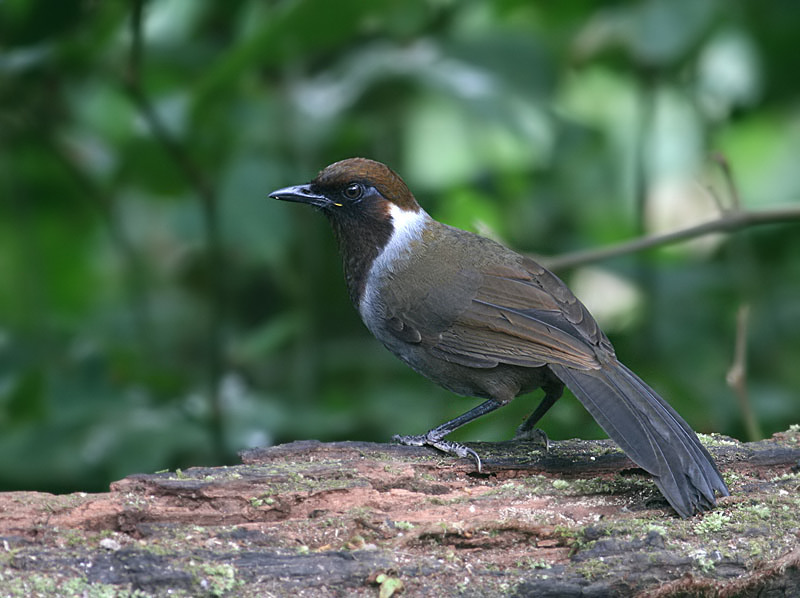 White-necked Laughingthrush