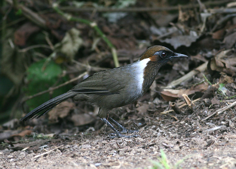 White-necked Laughingthrush