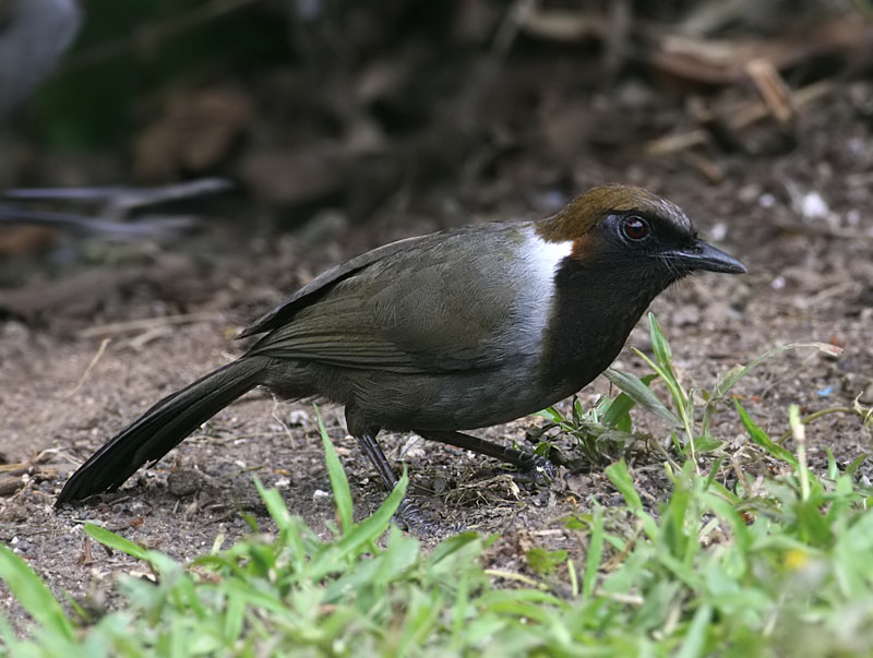 White-necked Laughingthrush