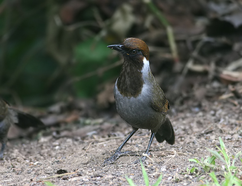 White-necked Laughingthrush