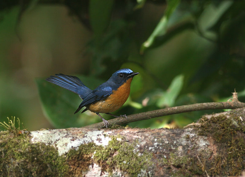 Hill Blue Flycatcher