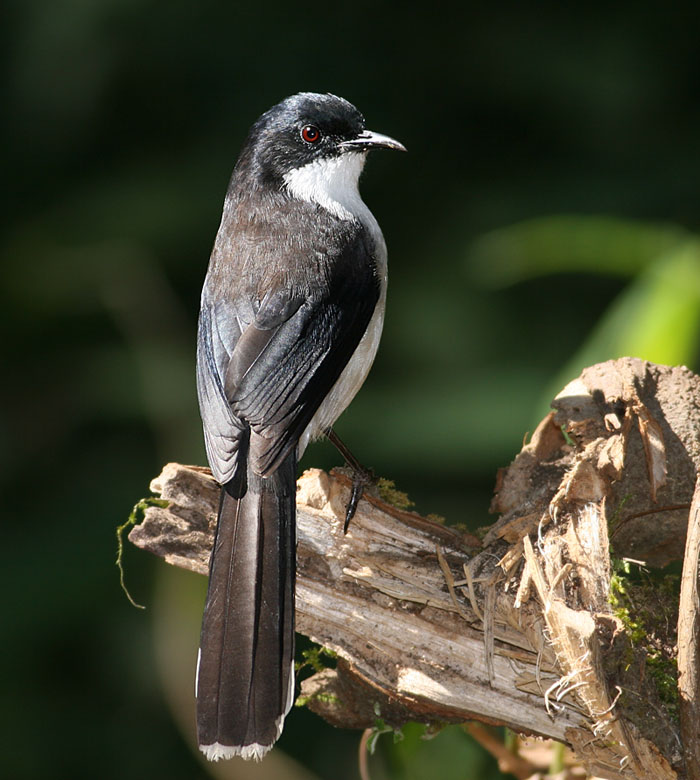 Black-headed Sibia