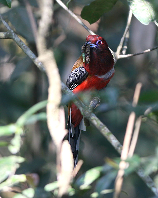 Red-headed Trogon